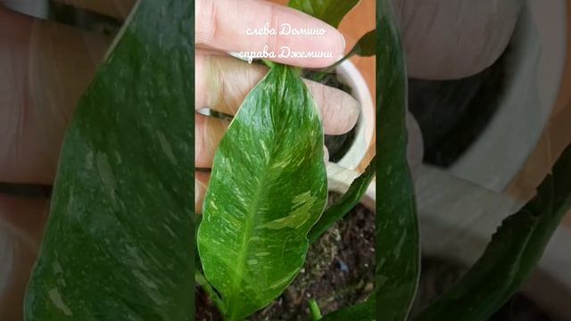 Как отличить спатифиллум Домино от Джемени...по листьям. смотреть онлайн