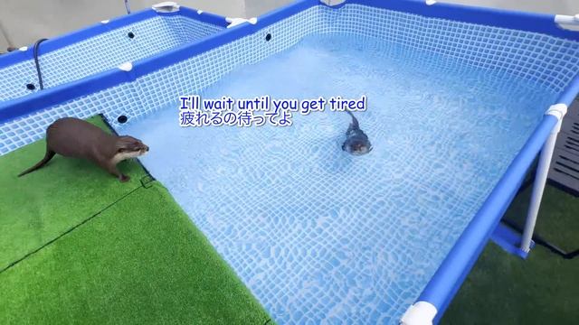 Otters with Twice the Excitement with Two Pools [Otter Life Day 780] смотреть онлайн