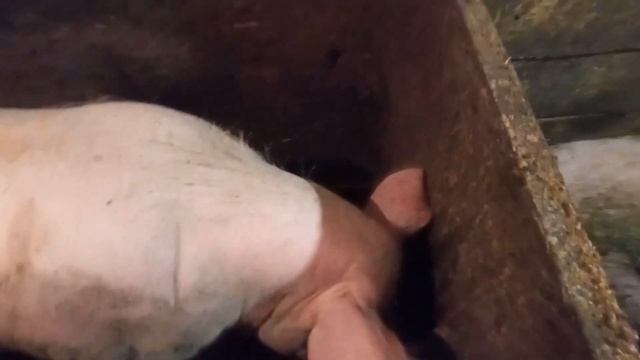 Выгодно ли держать хряка(кабана)??? смотреть онлайн