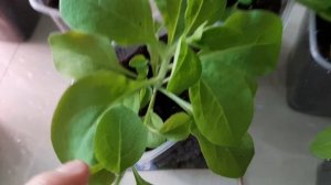 Правильная ПРИЩИПКА Ампельной и Каскадной Петунии!!!