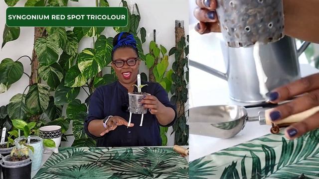 Repot My Plant Mail | Hydrogen Peroxide For Leca Conversion