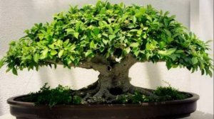 КАК ОЧИСТИТЬ ДОМ ОТ НЕГАТИВА \ ТРИ ЦВЕТКА КОТОРЫЕ ПОМОГУТ ВАМ В ЭТОМ \ КАЖДЫЙ ДОЛЖЕН ЗНАТЬ!