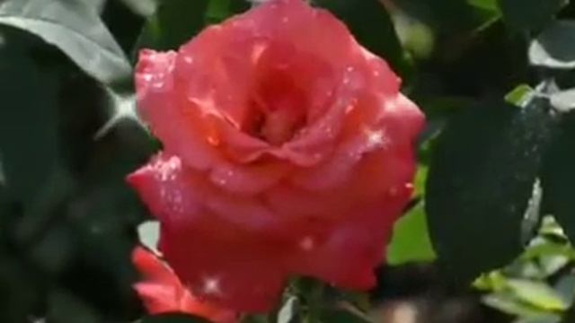 Доброго дня! Стихи о Розе.Часть 1.Мелодия "Noir Et Blanc Vie".Стихи Вес Ан. смотреть онлайн