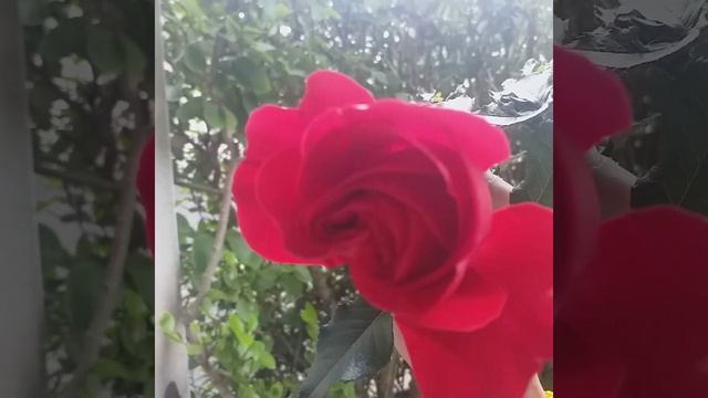 le parfum de ma rose rouge j'adore🥰🥰❤❤🦋🌹 смотреть онлайн