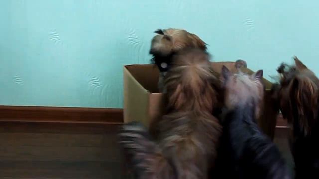 волшебная коробочка смотреть онлайн