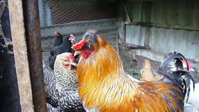Петухи и куры смотреть онлайн