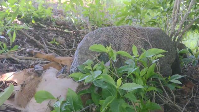 The Whole Process of First Komodo Bite a Goat Until he Swallowed it смотреть онлайн