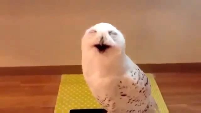 Смех совы. Такое услышишь ночью, будет не до смеха смотреть онлайн