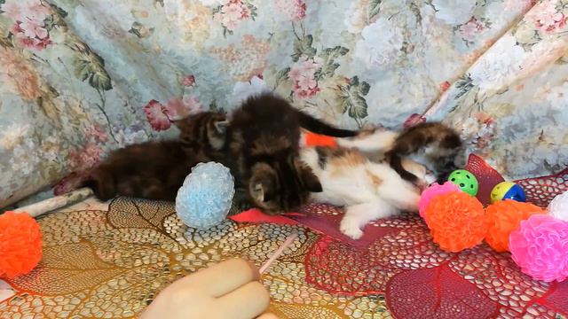 Экзотические котята д.р.05.11.16г смотреть онлайн