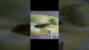 Гусеница 2 сезон 10 серия