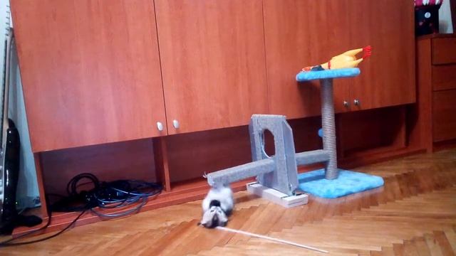 Котенок играет! ( шотландский вислоухий котенок ) самодельная игрушка супер смотреть онлайн