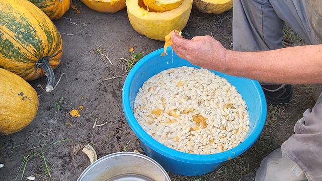 Тыква на семечки ,урожай с 5 соток. смотреть онлайн