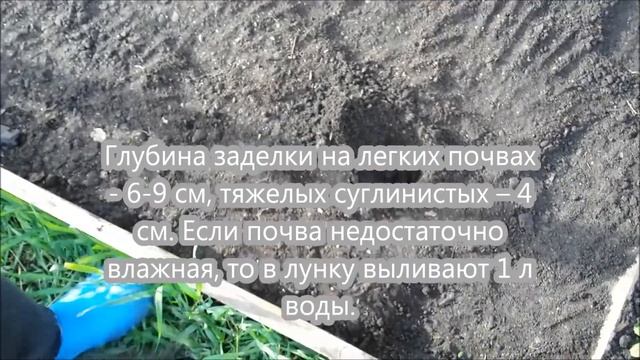 Кабачок, патиссон. Посев в грунт. Безрассадный способ. смотреть онлайн