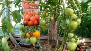 Томат Смайлик от Аэлиты👍