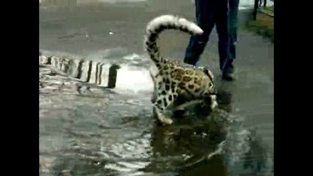 Кошка ашера гуляет по луже / Ashera cat walks through a puddle смотреть онлайн