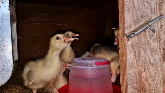 где пасутся гусята? смотреть онлайн