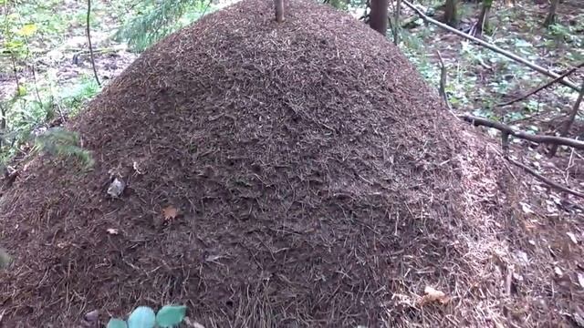 Гигантский муравейник смотреть онлайн