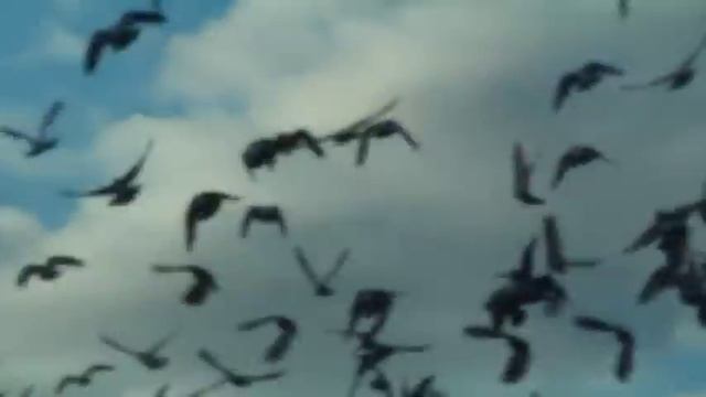 Стая голубей смотреть онлайн