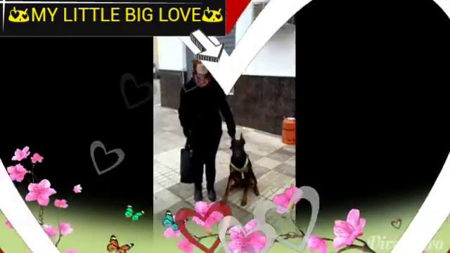 doberman смотреть онлайн