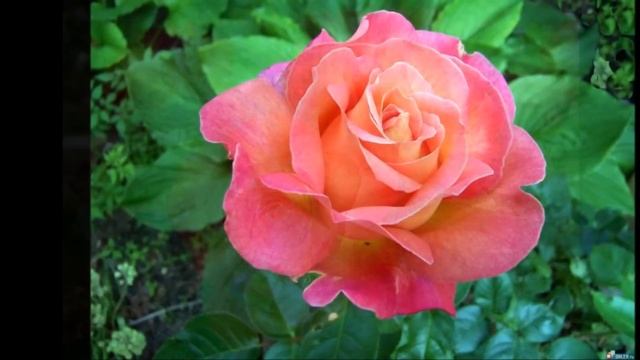 Вальс цветов (Воспоминание о цветах). смотреть онлайн