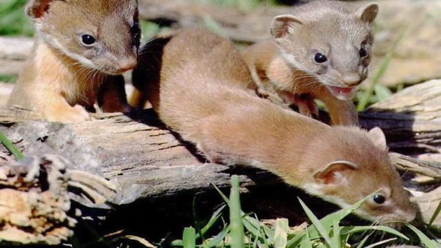 СОННИК - К чему приснился ХОРЕК? смотреть онлайн