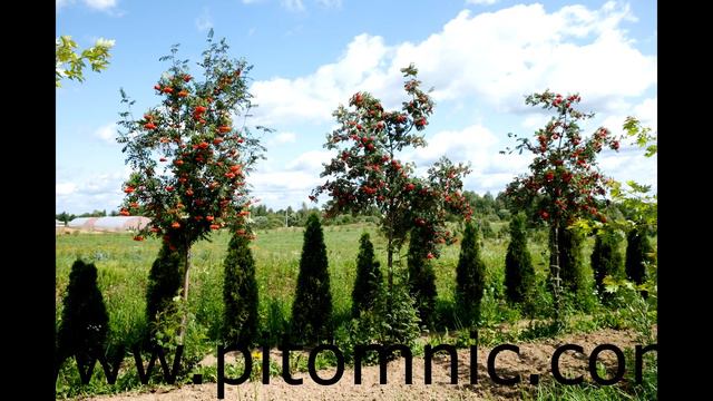 Распродажа в питомнике Внуково смотреть онлайн