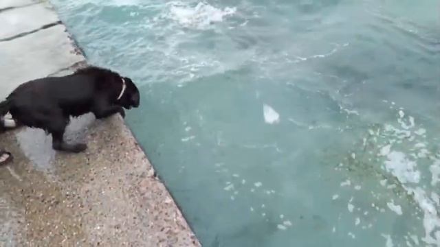 Какая у лабрадора любимая игрушка?/What is the Labrador's favorite toy? смотреть онлайн