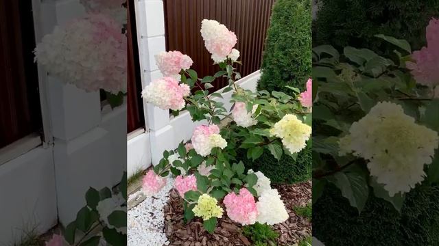 САВЕЛЬЕВА.PRO_САД. Август. Лето продолжается! смотреть онлайн
