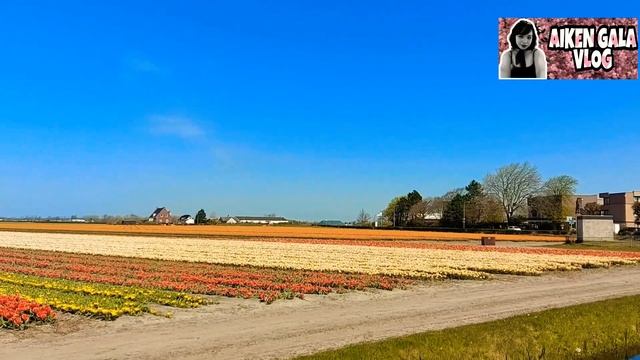 KEUKENHOF: Beautiful Tulips Field in the NL (Pt 1) | #keukenhof | #tulipsfield | #AikenGalaVlog смотреть онлайн