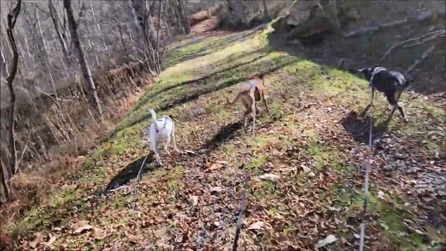 More Deer - 2023-11-04 смотреть онлайн