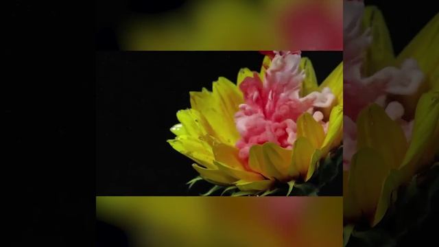 Залипательно(цветы и чернила)?? смотреть онлайн
