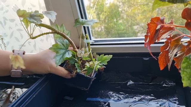 Цветочные будни смотреть онлайн