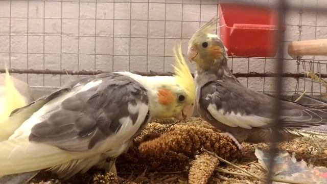 Чумиза лакомство для корелл. смотреть онлайн