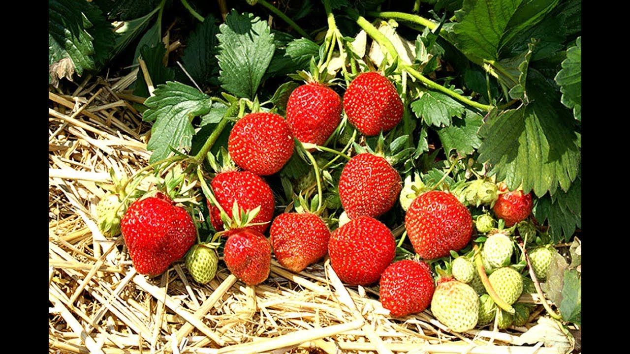 Ваша клубника будет давать по килограмму крупных плодов с куста! Уроки выращивания клубники! смотреть онлайн
