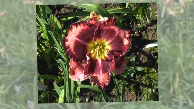 Лилейник Селекция THE BAND PLAYED ON х PICASSO`S INTRIGUE №15375 смотреть онлайн