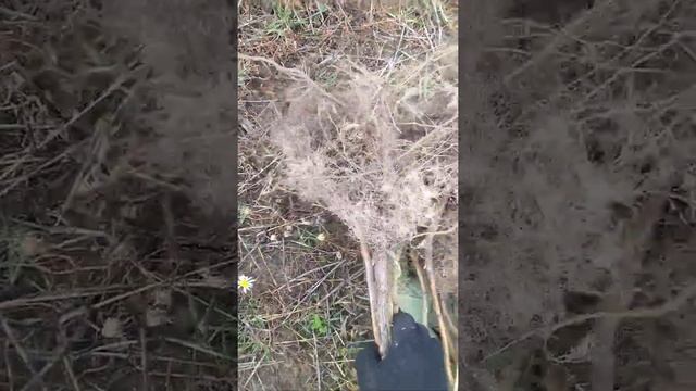 Малина тутаймер сорт "Зюгана" смотреть онлайн