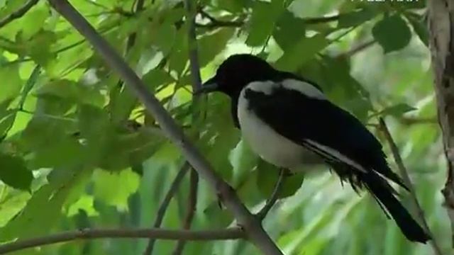 Ботанический сад реконструируют смотреть онлайн