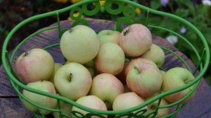Грушовка московская - описание сорта.