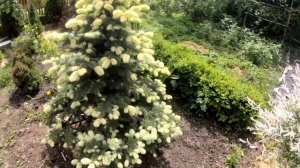 Ялина колюча Білобок/Біалобок Picea pungens Bialobok Ель колючая Белобок/Биалобок