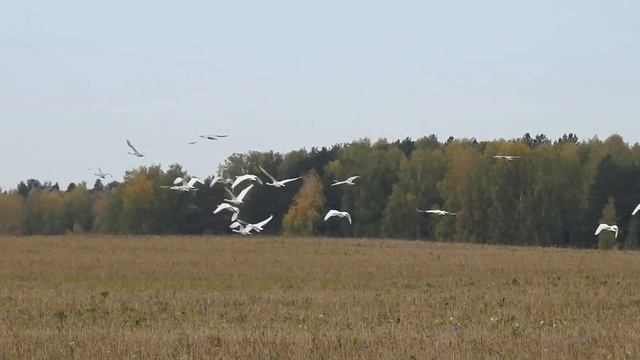 Лебеди-кликуны, отдыхающие и летящие. смотреть онлайн