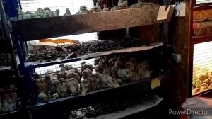 Прирост бройлера на Мегакорме. Хороший корм залог успеха это даже ребёнок знает !!!