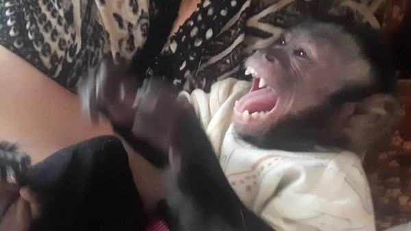 Как смеются обезьяны  #monkey #petmonkey #babymonkey #capuchinmonkey