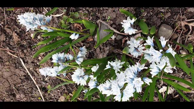 ДЫХАНИЕ ВЕСНЫ смотреть онлайн