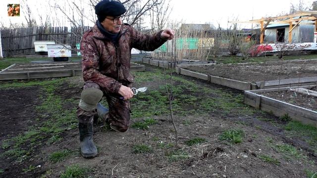ИМЕННО ТАК формируй молодую яблоню❗✂? смотреть онлайн