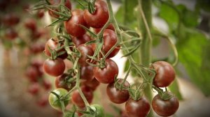 Такого черри томата вы ещё не видели! Томат Черный шоколад!