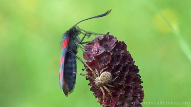 Zygaena filipendulae (amanti al cianuro) - Pillole entomologiche - 5 - sottotitolato смотреть онлайн