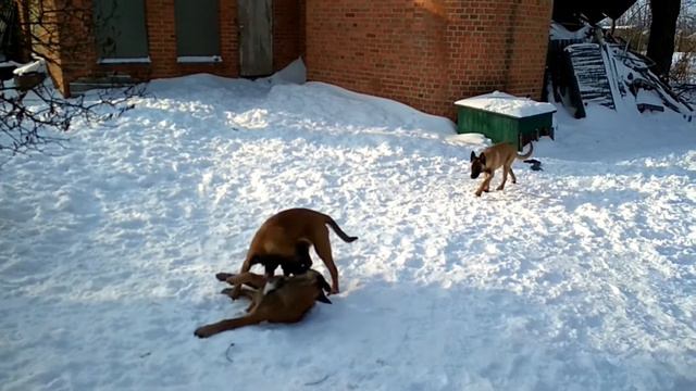 Щенки Акуны и Тутса смотреть онлайн