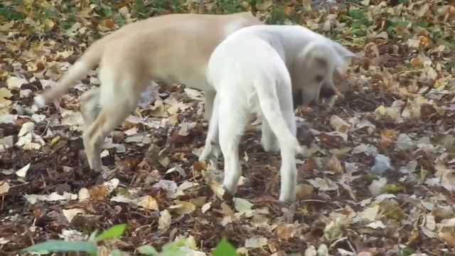 Собаки гуляют в Ростове на Дону. Dogs walk in Rostov-on-Don. смотреть онлайн