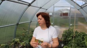 Болезни баклажанов и способы их лечения - Идеальный огород. Часть 10