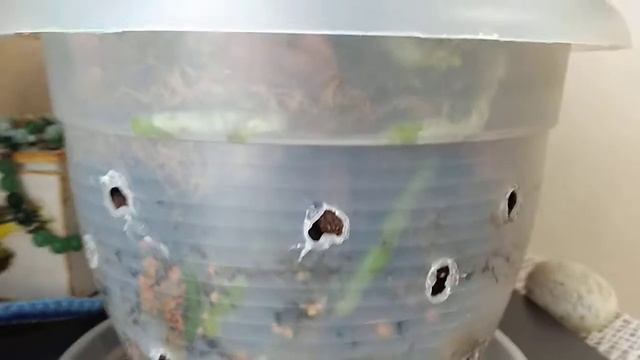 орхидея Парфюмерная фабрика. Жизнь после пересадки. смотреть онлайн